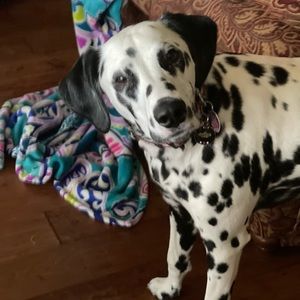 Meet your Posher, Joy